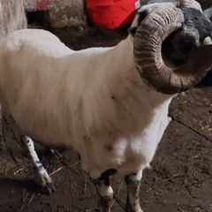 Lanark Ram