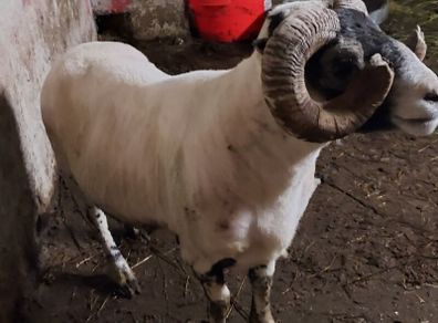Lanark Ram