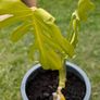 2 Monstera Deliciosa Plants Image 2