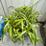 garden plants Image 2