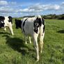In Calf Heifers Image 7