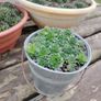 Bucket of Baby Succulents Image 4