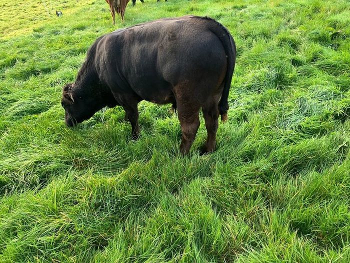 Cattle