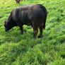 Cattle Image 6