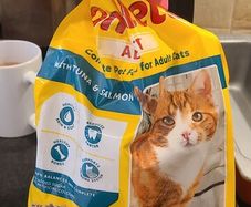 Cat food