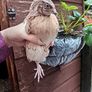 quail Image 3