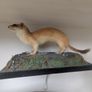 Antique 1900s Taxidermy Fox, Stoat and Red Squirrel in Case Image 10