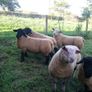 Charollais Suffolk texel and Dutch spotted rams Image 5