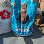 cat litter box Image 3
