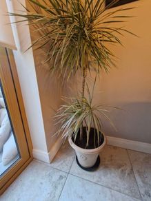 plant