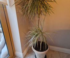 plant