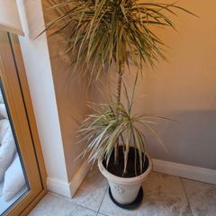 plant