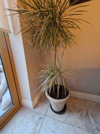 plant