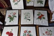 Set of 9 antique botanical prints by Redoute, framed