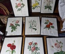 Set of 9 antique botanical prints by Redoute, framed