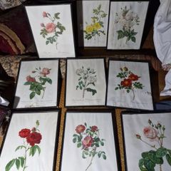 Set of 9 antique botanical prints by Redoute, framed