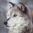 vwoof