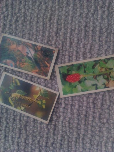 Woodland Wildlife. Brooke Bond Oxo 1980 series.