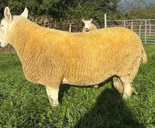 NCC Shearling Rams