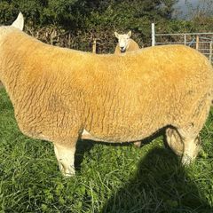 NCC Shearling Rams