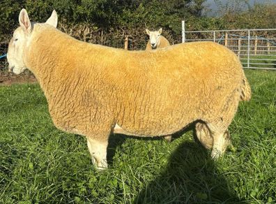 NCC Shearling Rams