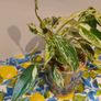Philodendron Emerald Queen Image 4