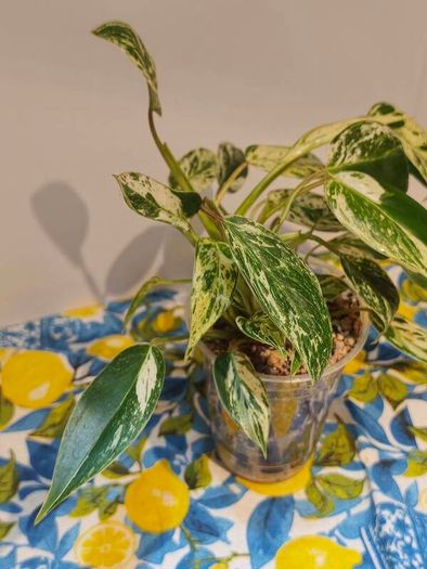Philodendron Emerald Queen