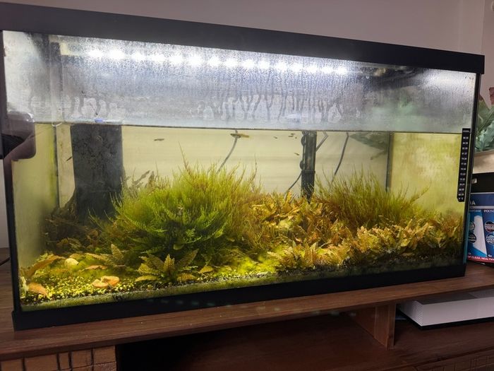 Fish tank with stock (110l)