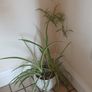 Mature spider plant in whiteceramic pot Image 7