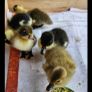 ducklings Image 3