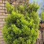 Potted tree Image 2