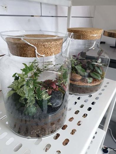 Terrarium 24x25cm