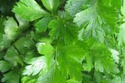 (P) Persley Gigante D'Italia seeds Strip 4m (124794)