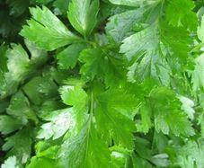 (P) Persley Gigante D'Italia seeds Strip 4m (124794)
