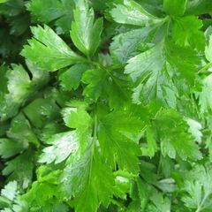 (P) Persley Gigante D'Italia seeds Strip 4m (124794)