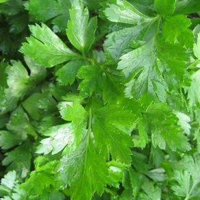 (P) Persley Gigante D'Italia seeds Strip 4m (124794)