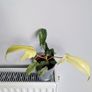 Philodendron Florida Ghost Plant Image 4