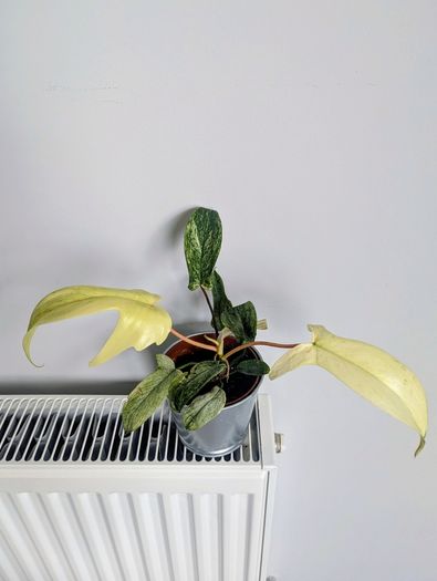 Philodendron Florida Ghost Plant