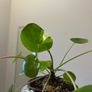 Money plant Image 3