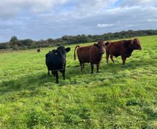 Dexter cows