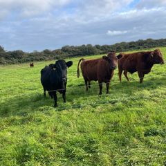 Dexter cows