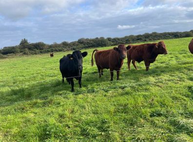 Dexter cows