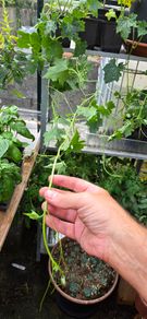 Luffa plants