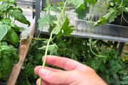 Luffa plants