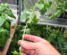 Luffa plants