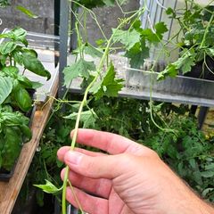 Luffa plants