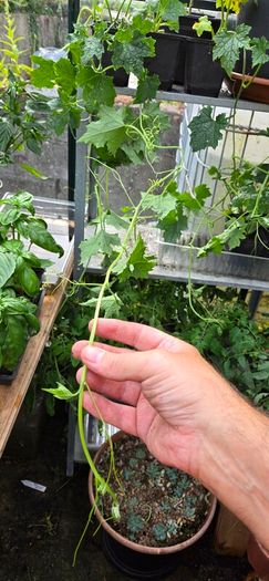 Luffa plants