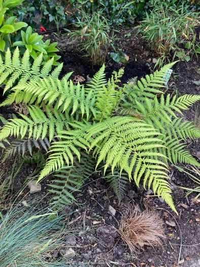 Large Garden Plant bundle 28+ plants