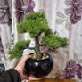 Bonzai Tree Image 6