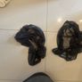 Uppababy Stroller and carrycot and accessories Image 7